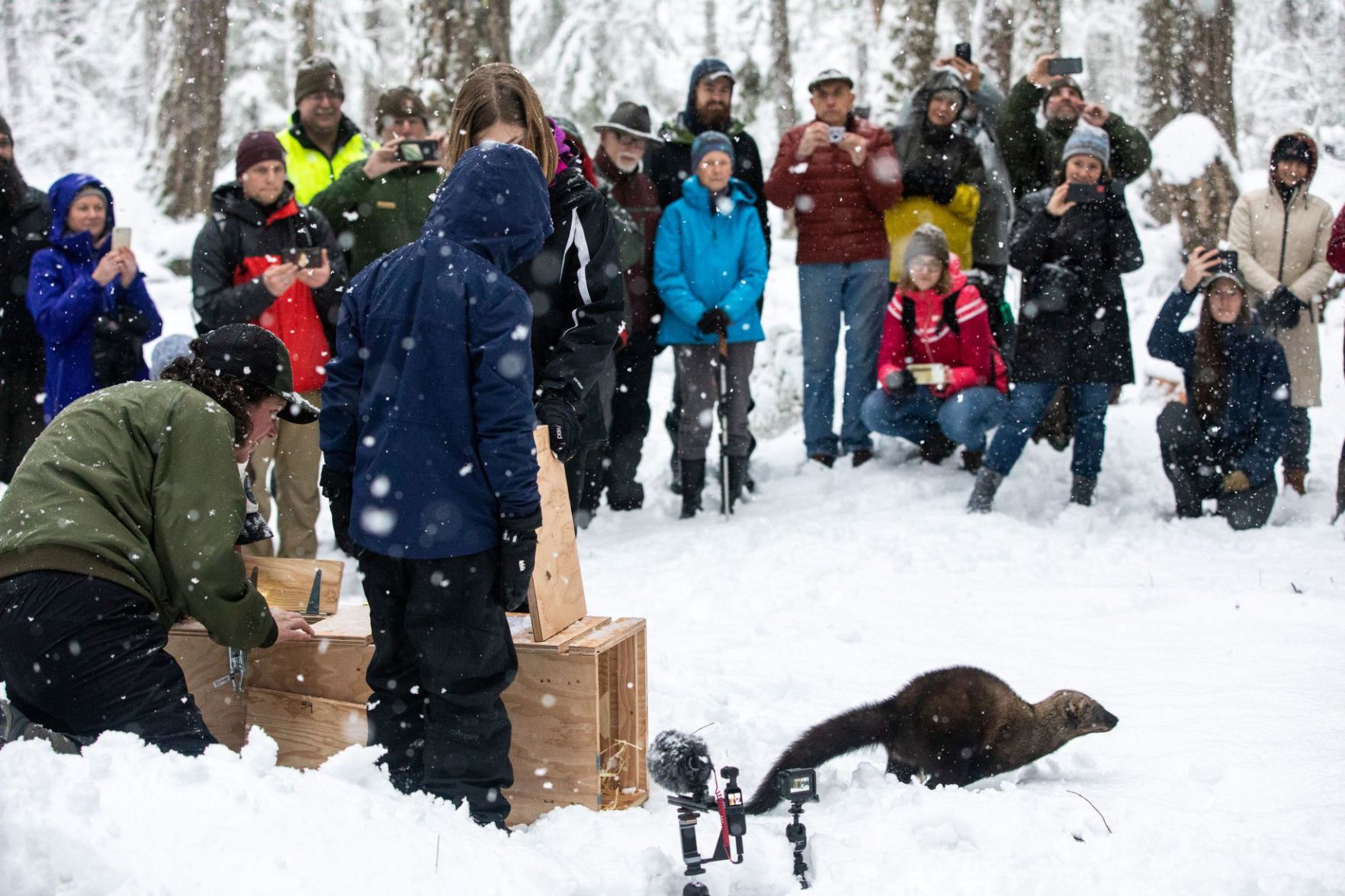 Four Fishers Released in Nisqually Watershed, Capping Final Phase of Reintroduction Program